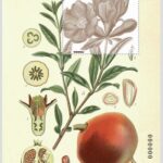 Flora. Ilustración Botánica. Punica Granatum L.