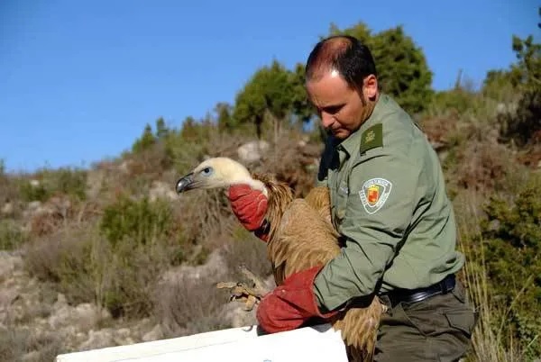 Agente forestal